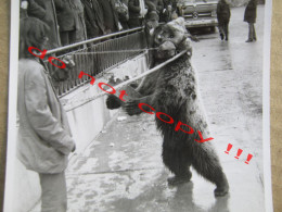 BEAR PLAYER, Bear Tamer, Bear Dresser - Animal Abuse, Yugoslavia ... ( Real Photo ) - Ours