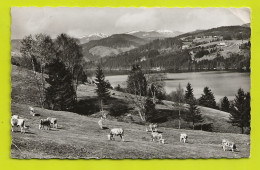 Titisee En 1957 860m ü M Südl Schwarzwald Gebr.Metz Tübingen Troupeau De Vaches VOIR DOS - Hochschwarzwald