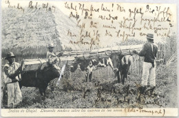 C. P. A. : GUATEMALA :  Indios De Chajul; Llevando Madera Sobre Los Cuernos De Las Vacas, En 1907 - Guatemala
