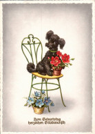 G8677 - TOP Glückwunschkarte Geburtstag - Hund Dog Pudel - HACO - Anniversaire