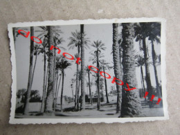 Egypt - Memphis, Palm Trees, Ramses ... ( Old Real Photo ) - Museos