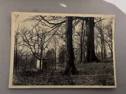 MORLANWELZ - PARC DE MARIEMONT / HETRES SECULAIRES ET MAUSOLEE DE LA FAMILLE WAROQUE - Morlanwelz