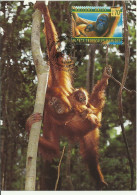 Carte Maximum - Nations Unies - Forets Tropicals - Orang-outan - Orangutan - Storia Postale