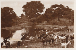 CARTOLINA ARUSSI FIUME BULBULO ETIOPIA (RY7128 - Ethiopie