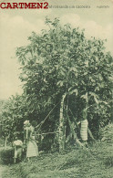 SAO TOME ILHA DO PRINCIPE PULVERISANDO UM CACOEIRO CACAO REGISTADO AFRICA PORTUGAL AFRIQUE - Sao Tomé E Principe