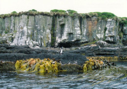 1 AK Enderby Island Zu Den Auckland Islands * Eine Der Subantarktischen Inseln Neuseelands - 1998 UNESCO Weltnaturerbe - Nouvelle-Zélande