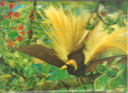 Cartolina Stereoscopica (3D, Visiorelief) Uccello Del Paradiso, Bird Of Paradise, Oiseau De Paradis - Cartoline Stereoscopiche