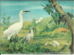 Cartolina Stereoscopica (3D, Visiorelief) Cicogne, Cigognes, Storks - Cartoline Stereoscopiche