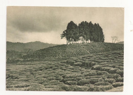 FA42 - Postcard - GEORGIA - Kobuleti, Tea Plantation, Uncirculated 1955 - Géorgie