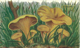 CPA - Gyrole Vraie (champignon) - Mushrooms