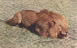 AK 188204 LION / LÖWE - USA - On The Alert - Lions