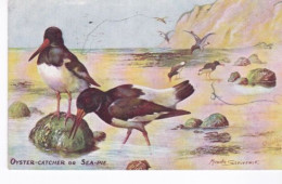 Angleterre, Oyster-catcher Or Sea-Pie; Maude Scrivener - Oiseaux