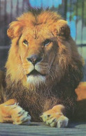 AK 188299 LION / LÖWE - Lions