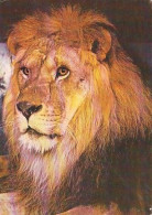 AK 188300 LION / LÖWE - Lions