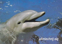 AK 188309 DOLPHIN / DELFIN - Delphine