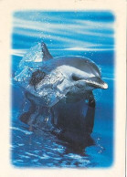 AK 188313 DOLPHIN / DELFIN - Delfines