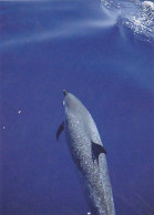 AK 188316 DOLPHIN / DELFIN - Delphine