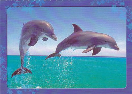 AK 188318 DOLPHIN / DELFIN - Dolphins