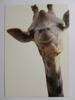 GIRAFE - Tete De La Girafe - Carte Publicitaire Belge Deloitte Audit  - Giraffe