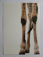 GIRAFE - Pattes De La Girafe - Carte Publicitaire Belge Deloitte Audit  - Giraffe