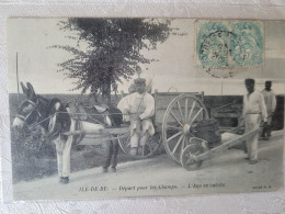 Iles De Ré , âne En Culotte - Ile De Ré