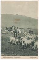 T3 1917 Fogarasi-havasok (Kárpátok), Siebenbürgische Karpathen, Muntii Fagarasului; Am Stefiesti / Erdélyi Folklór, Juhá - Unclassified