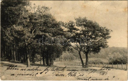 T2 1908 Jászó, Jászóvár, Jasov (?); Erdő / Forest - Non Classés