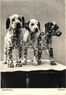 ** T2 Dalmatian Puppies - Unclassified