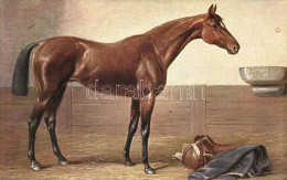 T2 English Vollblut / Thoroughbred Horse S: Carl Reichert - Sin Clasificación