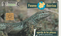 PHONE CARD SPAGNA FAUNA IBERICA (CK7093 - Basisausgaben