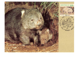 FDC 13 AOUT 1992 COMMON WOMBAT - Cartas Máxima