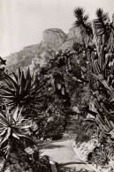 CPA JARDIN EXOTIQUE DE MONACO ALOES OPUNTIAS ET CEREUS DIVERS - Exotic Garden