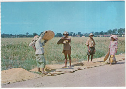 Malacca - Winnowing Of Padi (seperating Grains From The Chaff) - (Malaysia) - Malaysia