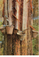 Pin Gemmé à Mort ; Timbrée De Mont De Marsan En 1972 - Arbres