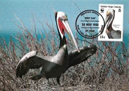 British Virgin Islands 1988, Brown Pelican - Maximum Card - Pelikane