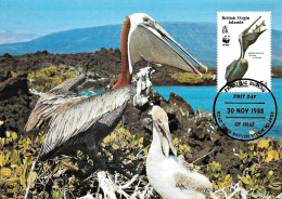 British Virgin Islands 1988, Brown Pelican - Maximum Card - Pélicans