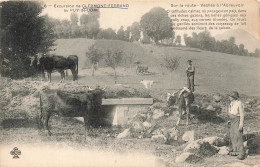 FRANCE - Clermont Ferrand - Sur La Route - Vaches à L'Aubreuvoir - Carte Postale Ancienne - Clermont Ferrand