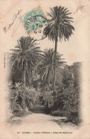 ALGERIE - Alger - Jardin D'Essais - Allée Des Palimiers - Carte Postale Ancienne - Alger