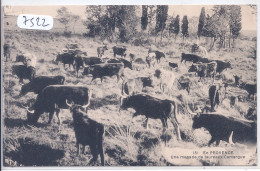 EN PROVENCE- UNE MANADE DE TAUREAUX CAMARGUE - Provence-Alpes-Côte D'Azur