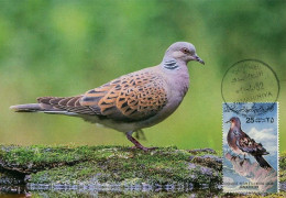 LIBYA 1982 Birds Bird "European Turtle Dove" (maximum-card) #4 - Tauben & Flughühner