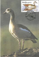 Venda (south Africa) - Maximumcard 1987 : Egyptian Goose  -  Alopochen Aegyptiaca - Geese