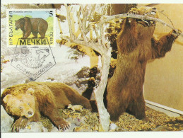 Carte Maximum - Bulgarie - Ours Brun - Brown Bear - Urso Pardo - Ursus Arctos - Lettres & Documents