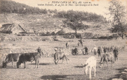 Peira Cava * Les Granges Et La Forêt * Pâturages Vaches * Villageois - Andere & Zonder Classificatie