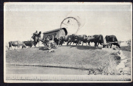 Uruguay - 1938 - Bulls - Bulls Plowing Cart - Stieren