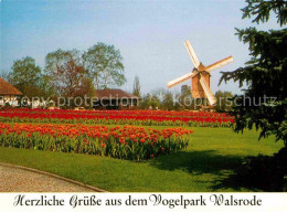 42622976 Walsrode Lueneburger Heide Tulpenbluete Vogelpark Windmuehle Walsrode - Walsrode
