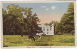 Oosterbeek - Hemelscheberg - (Gelderland, Nederland/Holland) - 1927 - Koeien - Oosterbeek