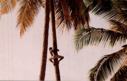 BWEJUU (Zanzibar - Unguja Island) - Climbing A Coconut Tree - 15 X 10 - Tanzanie