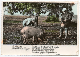 Recherche De La TRUFFE : Lot De 12 Cartes Postales (cochons Et Champignons). - Champignons