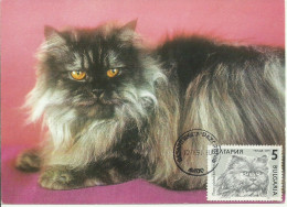 Cartes Maximum - Bulgarie - Gato - Chat - Cat - Briefe U. Dokumente