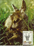 Cartes Maximum - Pologne - Corça - Chevreuil - Roe Deer - Capreolus Capreolus - Maximumkaarten